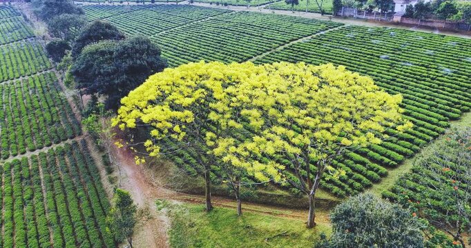 Yellow poinciana blooming brilliantly tree. The big yellow flowering tree  is native to Brazil in the southern region and is grown in Bao Loc, Vietnam.