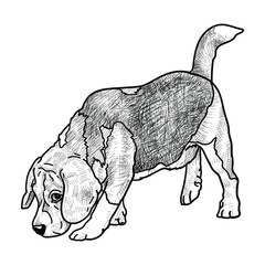 Hand Drawn Shaded Beagle Dog Illustration