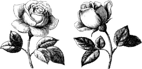 Vintage rose flower set engraving with detailed black lines for botanical design