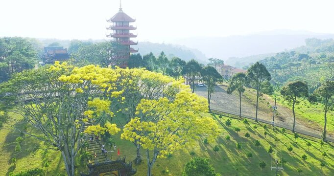 A yellow poinciana tree blooms brilliantly next to a temple. The tree is native to Brazil and also grows in Bao Loc, Vietnam