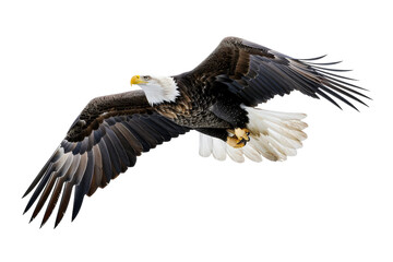 Obraz premium Majestic bald eagle flying with feathers extended in sky.