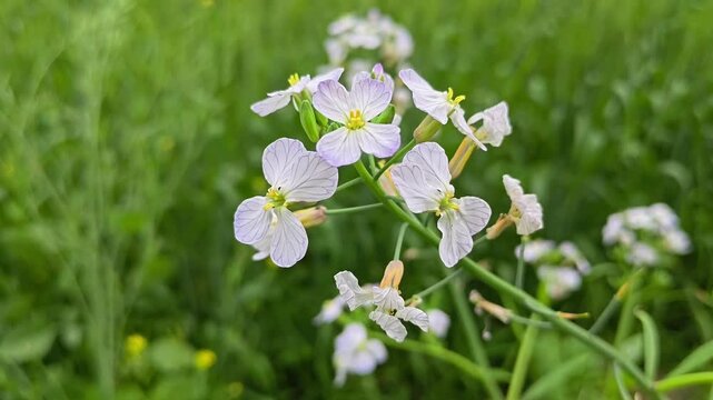 Close up of blooming radish plant flowers in soft winter morning light