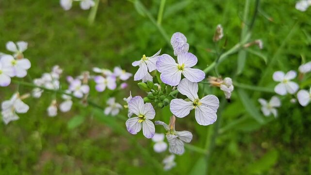 Close up of blooming radish plant flowers in soft winter morning light