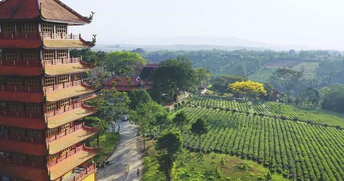 A yellow poinciana tree blooms brilliantly next to a temple. The tree is native to Brazil and also grows in Bao Loc, Vietnam