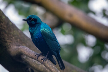 Obraz premium bird on a branch