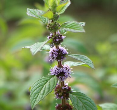 Mentha arvensis (field mint) growing in a field