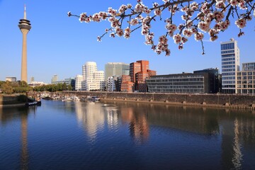 Dusseldorf, Germany. Spring time cherry blossoms.