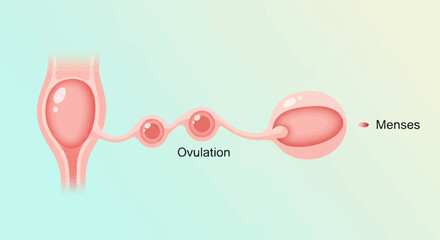 Obraz premium Diagram illustrating the female reproductive system, showing ovulation and menses