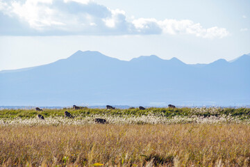 野付半島の湿地で草を食べるエゾシカの群れ