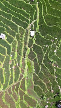 Top down drone view capturing geometric rice terraces across rolling hills in West Java. Stunning tropical agricultural landscape designed for reels, shorts, and mobile first storytelling.