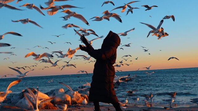 Woman feeding seagulls on icy seashore. A bundled person stands by the sea as seagulls swarm around during golden hour.