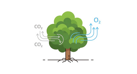 Tree absorbing co2 and releasing o2 through photosynthesis process illustration