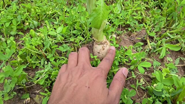 Close up of hand harvesting fresh radish from soil in green farm field