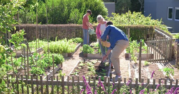 Family with teenage son planting seedlings and watering beds on sunny day for vegetables using can