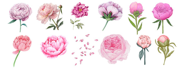 Peony Flowers Clipart Set – Decorative Botanical PNG Collection © Анна Поточняк