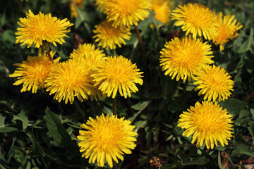 Blooming yellow dandelions in a field