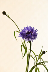 紫色のヤグルマギク