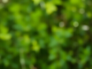 Green Nature Blur Background.