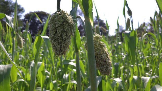 Sorghum (jowar) is a resilient cereal grain that grows well in warm climates and is known for its ability to tolerate drought. It requires significantly less water than other crops like wheat.