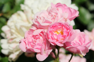 Sunny pink roses in garden