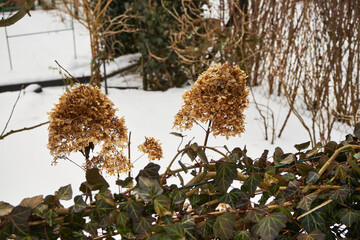 Hortensja, Hydrangea L.,zima  © Marcin Łazarczyk