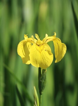 Iris pseudacorus (yellow flag, yellow iris, water flag)