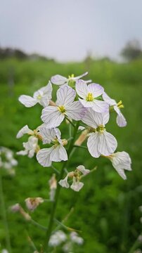 Close up of blooming radish plant flowers in soft winter morning light