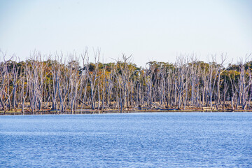 枯れたミズナラが並ぶ野付半島のナラワラ