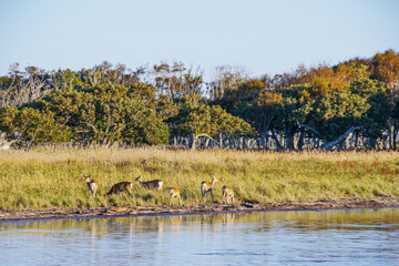 野付半島の湿地で草を食べるエゾシカの群れ