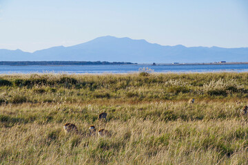 野付半島の湿地で草を食べるエゾシカの群れ