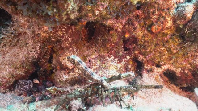 Gently moving shot of a seahorse attatched to a peice of soft coral. The seahorse gently sways back and forth in the ocean swell.