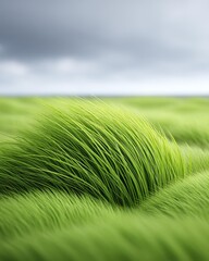 Nature photography windy grass concept, Lush green grass swaying gently in the breeze under cloudy skies.