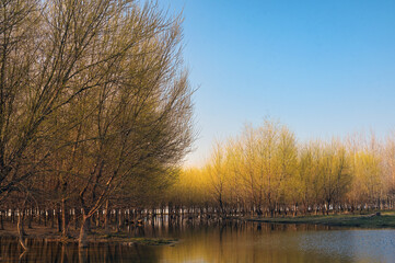 Fototapeta premium Spring forest near Danube river