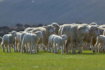 Obraz premium Flock of sheep and lambs on field