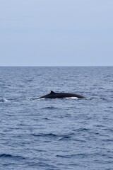 Fototapeta premium Bryde´s whale dorsal fin surfacing in the tropical waters of Mirissa, Sri Lanka