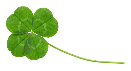 Single fresh green four-leaf clover with long stem isolated without background