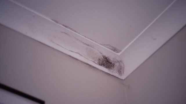 Black mould growing in corner of Ceiling.