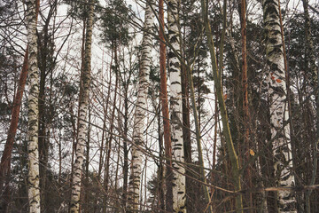 brzozy,zima  © Marcin Łazarczyk