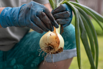 A man wearing blue gloves peels onions after harvesting.