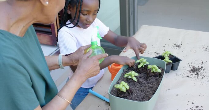 African American female senior teaching girl planting herbs at planter on patio table with sprayer