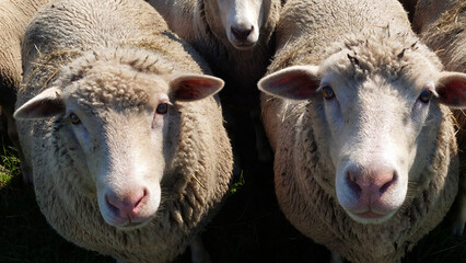 Fototapeta premium Herd of white sheep looking curiously at the camera.