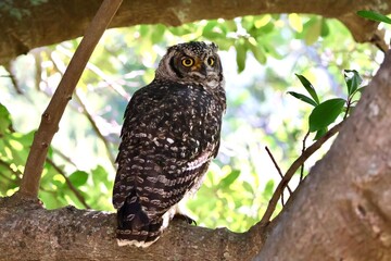 Fototapeta premium Cape Eagle Owl perched in tree at Kirstenbosch National Botanical Garden, Western Cape, South Africa