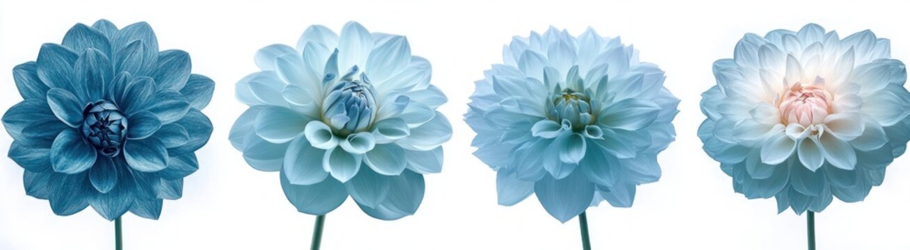 Four icy blue dahlia blooms on single stems against a clean white background, serene and delicate