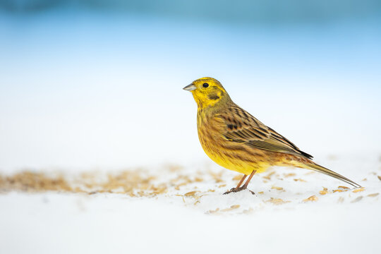 Bird - male Yellowhammer ( Emberiza citrinella ) small yellow bird under the feeder winter snowy time Poland Europe