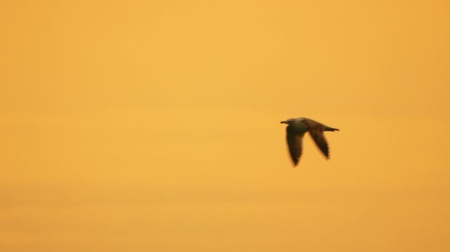 Seagull flying sky bird glides across a warm golden orange sunset background during a peaceful evening flight in nature