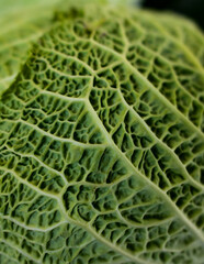 Obraz premium fresh green cabbage