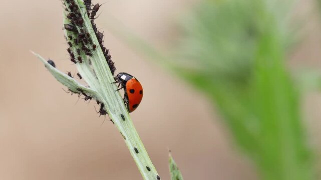 Seven spot ladybug Coccinella septempunctata detail on green plant