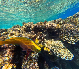 Vista subacquea della barriera corallina con pesci e coralli nel Mar Rosso © AntoMes