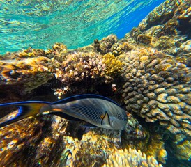 Pesce della barriera corallina di Sharm, con caratteristiche strisce nere orizzontali, contorni blu e pinne gialle  © AntoMes