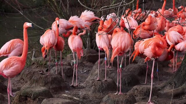 Caribbean flamingo (Phoenicopterus ruber)